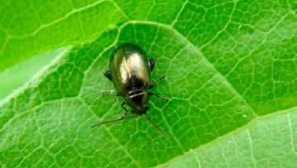 Kako se znebiti zemeljskih bolh v zasebni hiši ali stanovanju